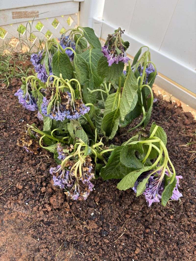 When wet soil becomes the problem