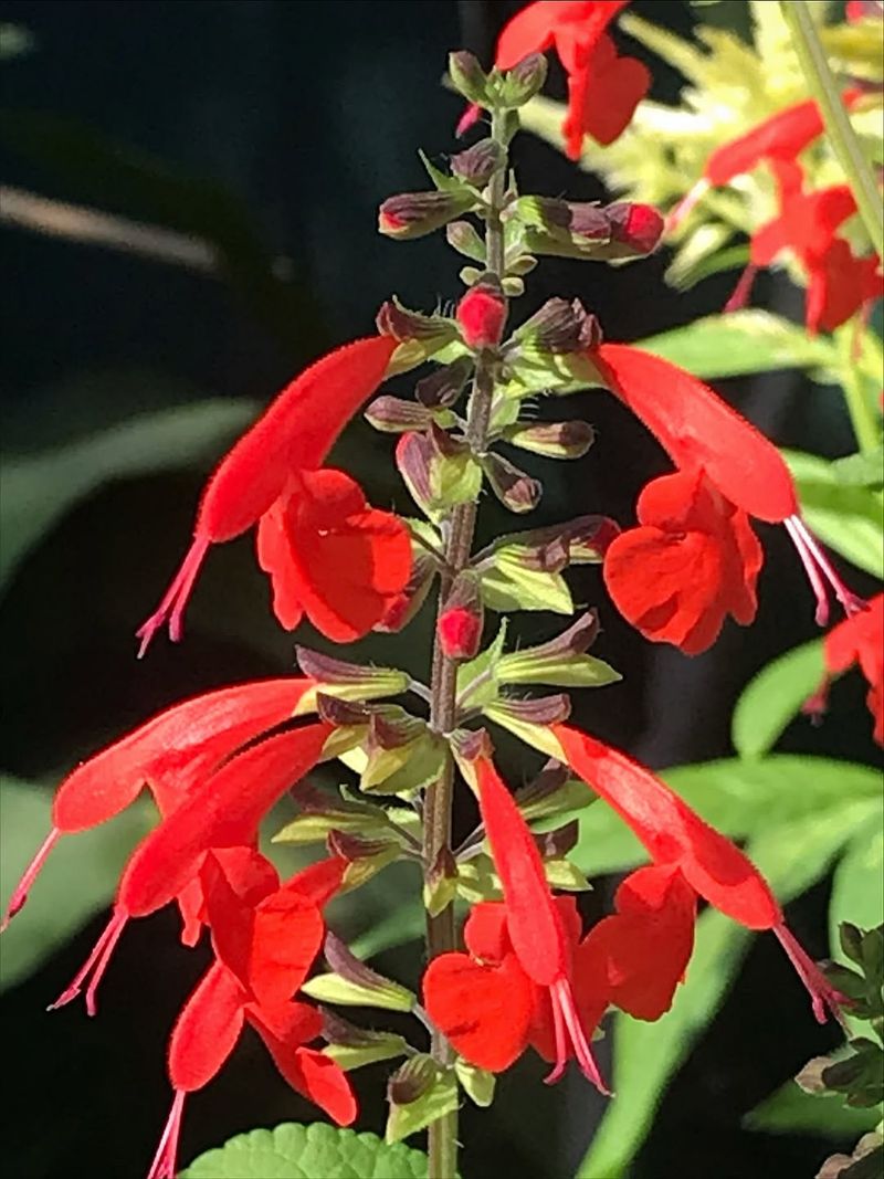 Where tropical sage occurs naturally in Florida