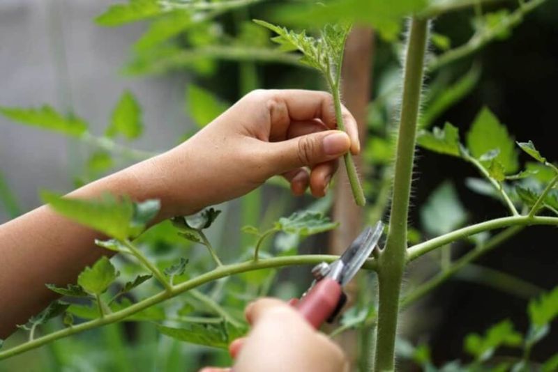 How to Make the Cut Without Shocking Your Plant