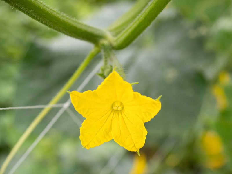 Which flowers are failing to become cucumbers?