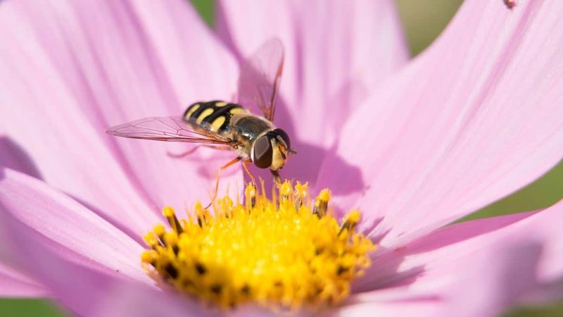 How the Onion Scent Quietly Confuses Aphids