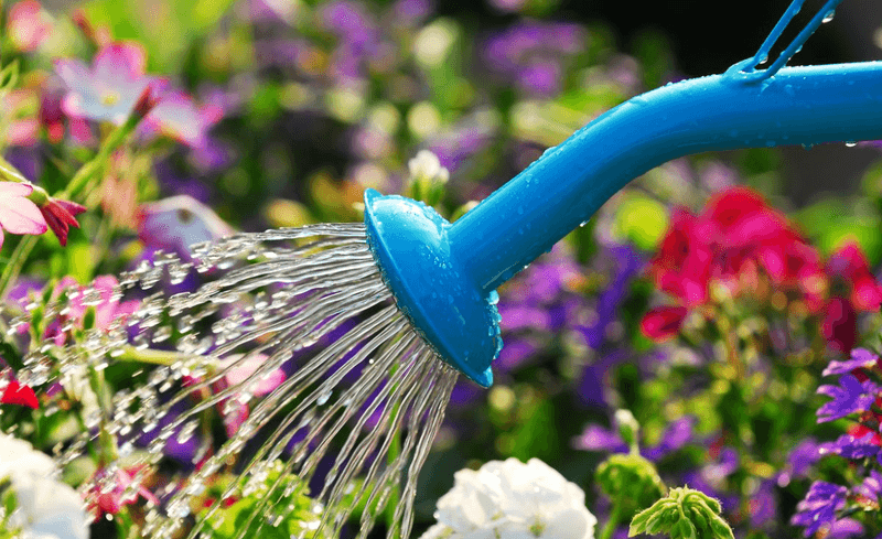 Early Morning Is the Sweet Spot Your Plants Are Craving