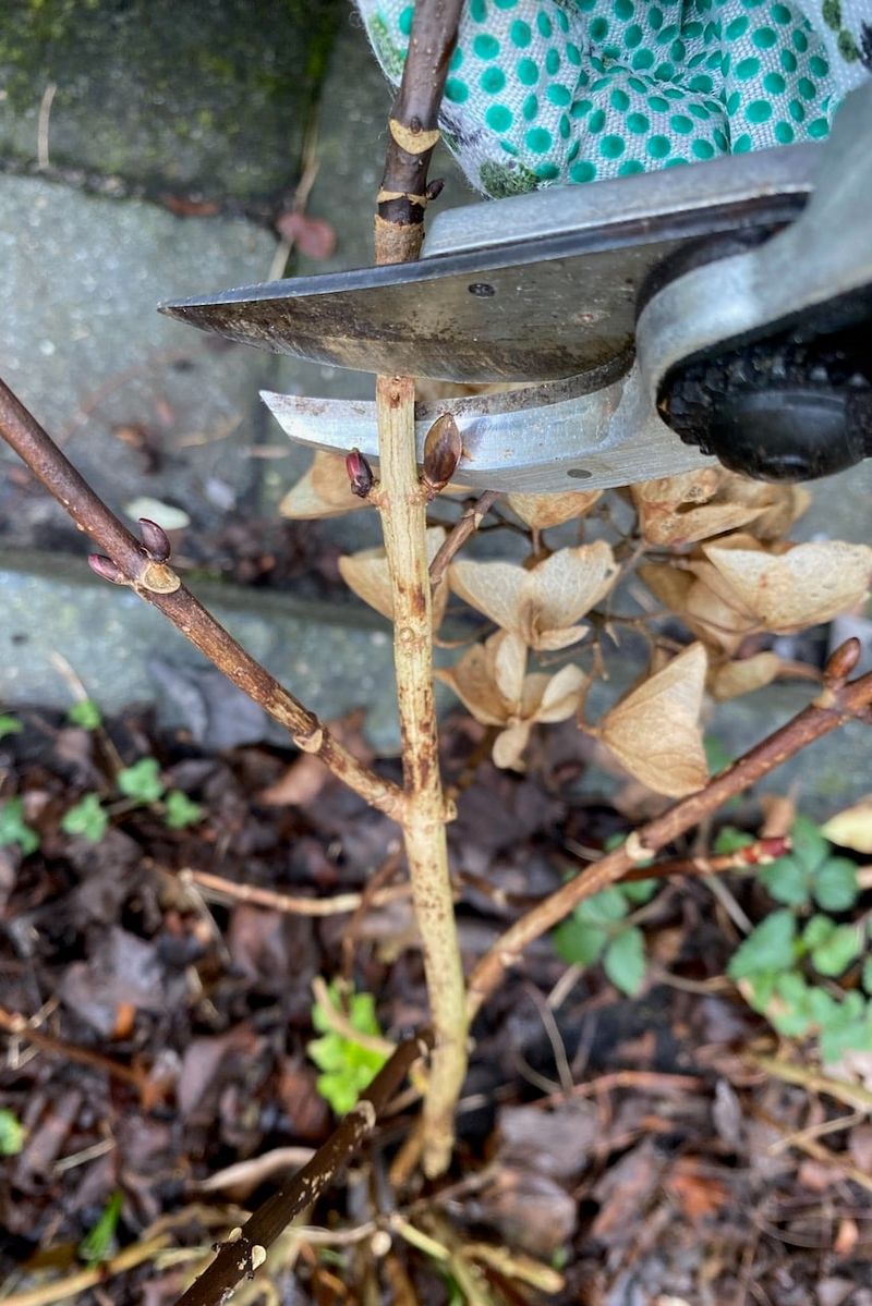 Cutting Too Far Down the Stem
