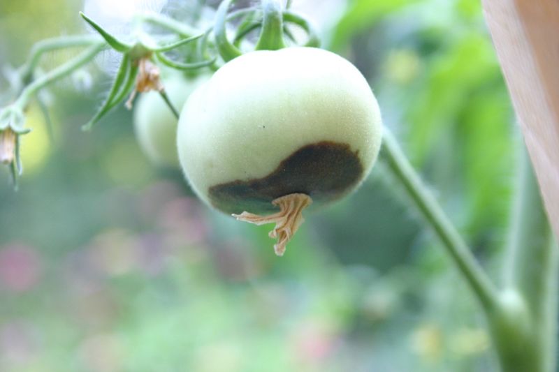 Spotting the Earliest Warning Signs on the Vine