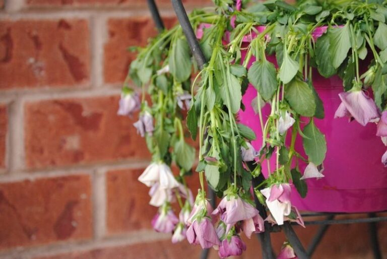 Why Your Hanging Petunias Wilt Every Afternoon — And the Basket Fix That Stops It