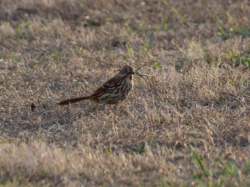 Why a Brown Thrasher cannot be counted as tick control Why a Brown Thrasher cannot be counted as tick control