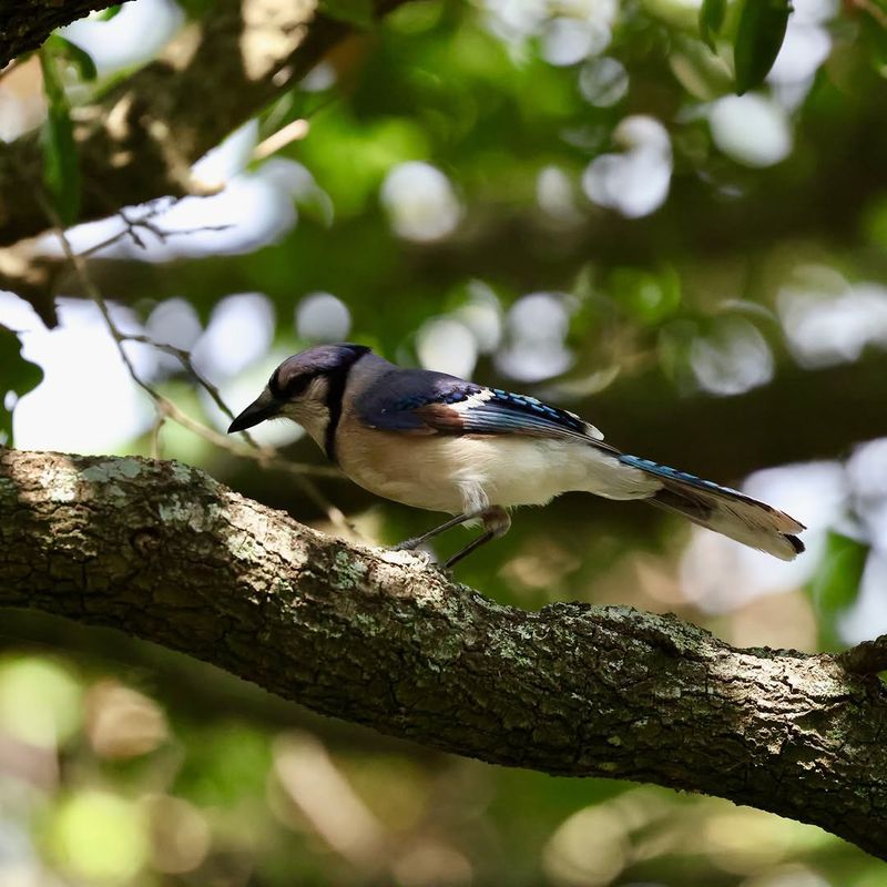 Why a Florida oak becomes a useful Blue Jay headquarters Why a Florida oak becomes a useful Blue Jay headquarters