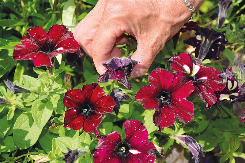 Not Every Petunia Needs the Same Attention