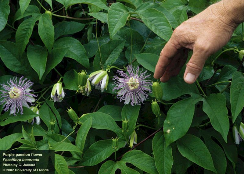 Start with the right passionflower