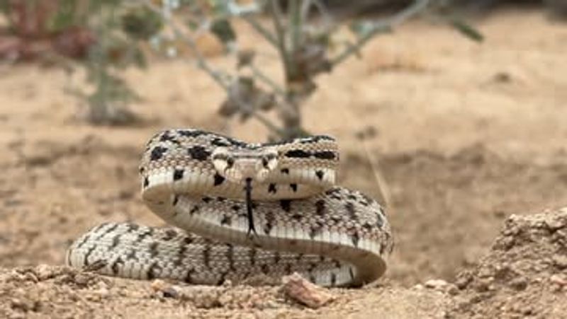 Why a nonvenomous snake can look like a rattlesnake