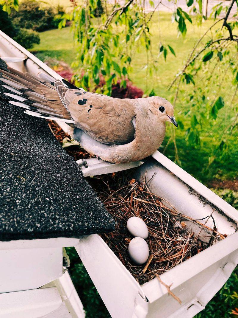 Why an ordinary California yard can work for a Mourning Dove
