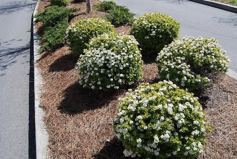 Why compact Walter’s viburnum fits a shorter hedge