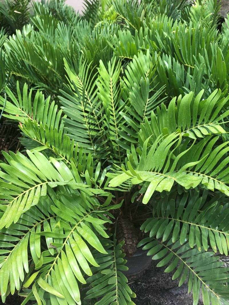Why coontie deserves attention in Florida landscapes Why coontie deserves attention in Florida landscapes