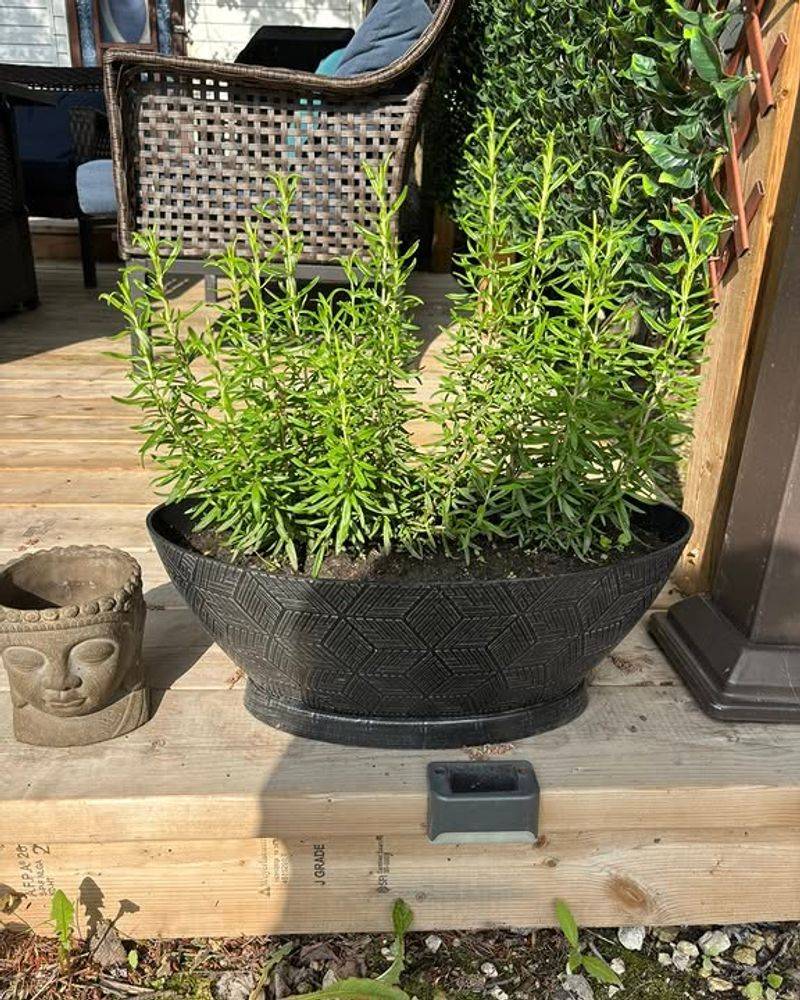 Why culinary rosemary suits a Florida container Why culinary rosemary suits a Florida container