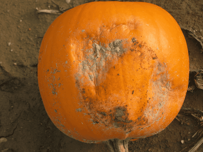 Why damp ground can increase underside rot risk Why damp ground can increase underside rot risk