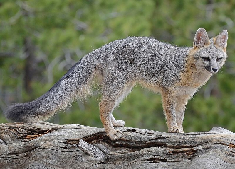 Why dusk fits normal gray fox activity