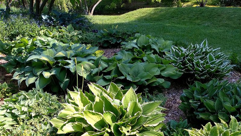 Why hostas can struggle in some Texas shade Why hostas can struggle in some Texas shade