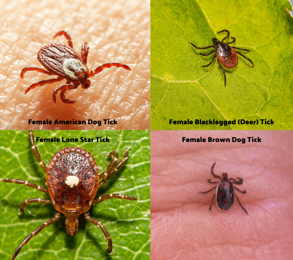 Why laboratory repellency does not create a shrub barrier