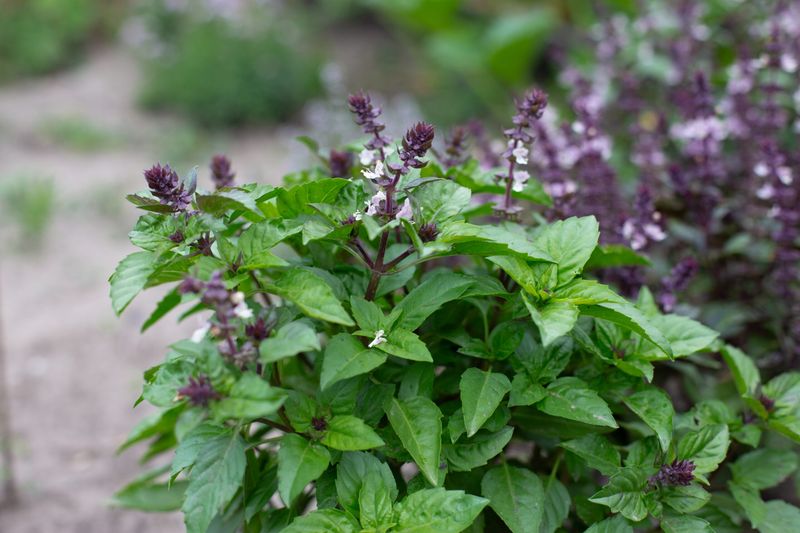 Why many basil plants flower in midsummer Why many basil plants flower in midsummer