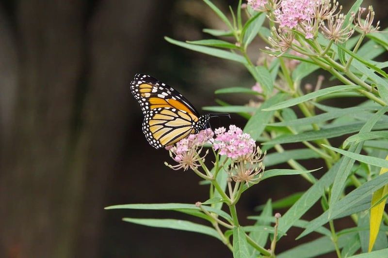 Why narrowleaf milkweed suits many inland California gardens