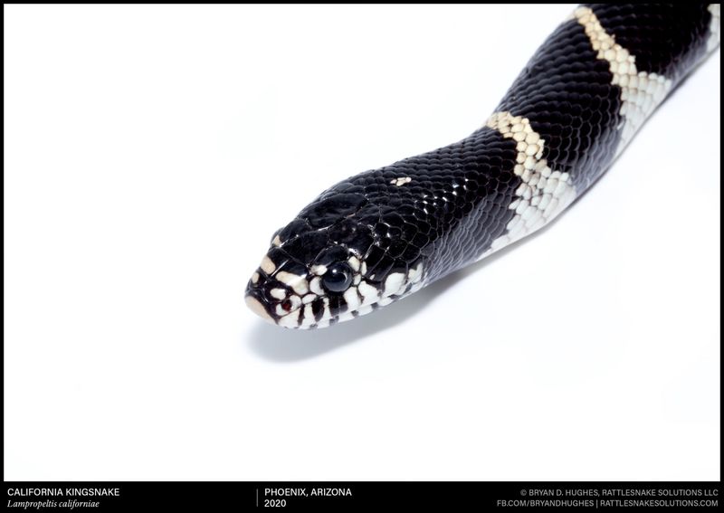 Why one kingsnake cannot solve a rattlesnake problem