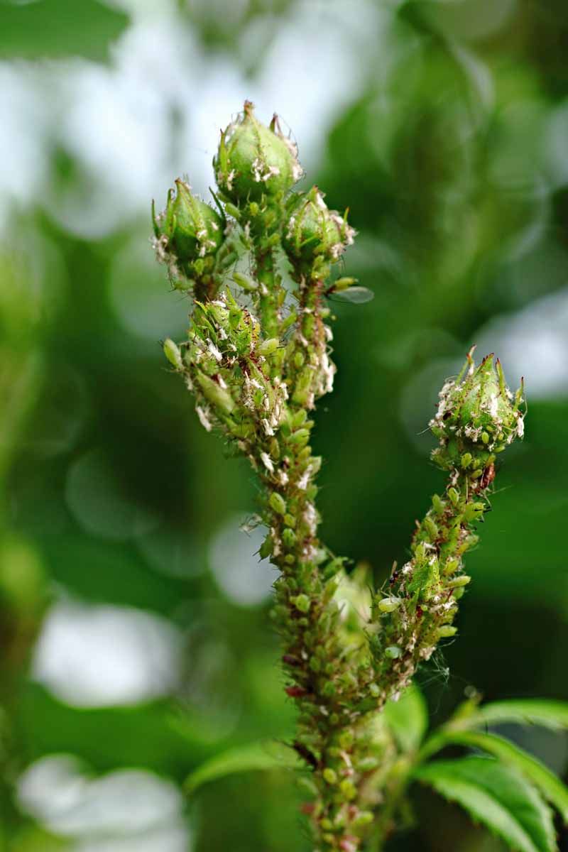 Why one mantis is unlikely to manage a pest outbreak
