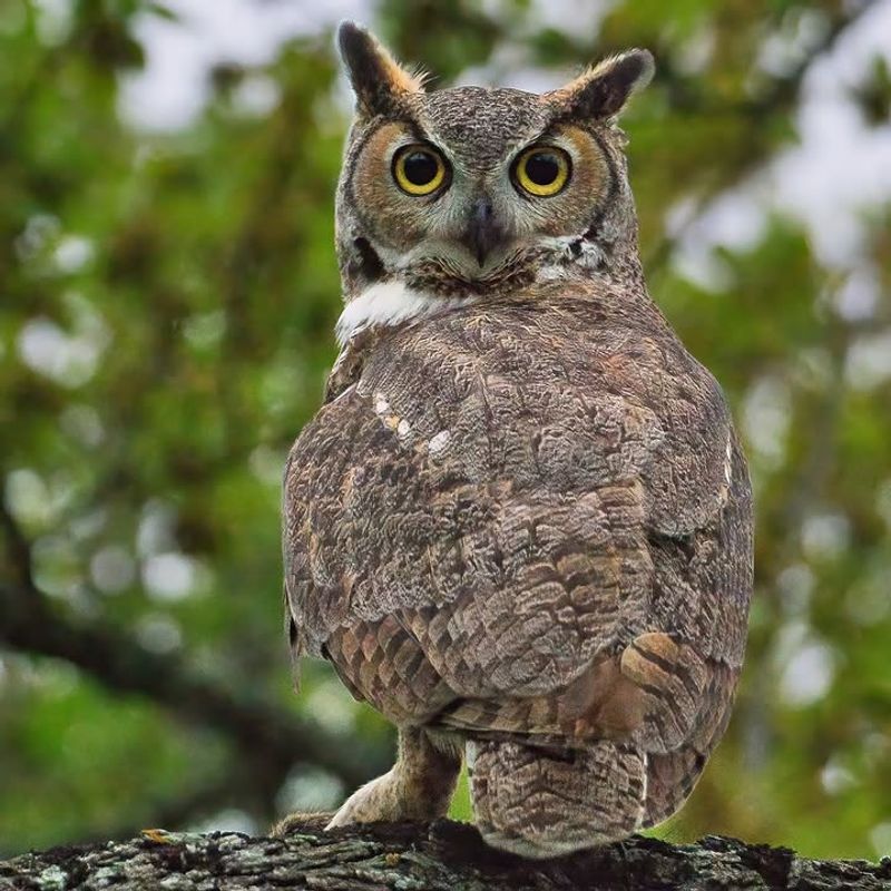 Expect wild-owl responsibilities, not a backyard pest service