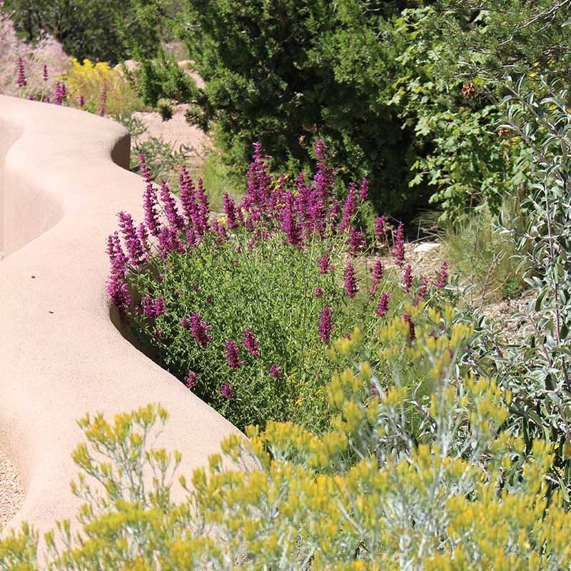 Grow Agastache cana Where Its Conditions Fit