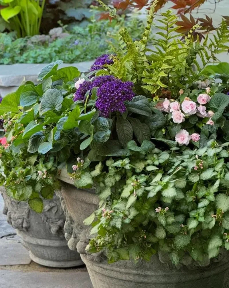Put heliotrope where people can actually smell it