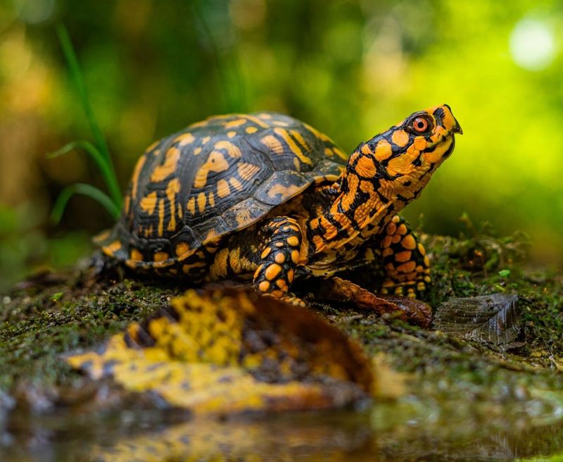 Why the same turtle may keep coming back Why the same turtle may keep coming back