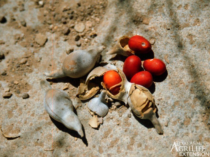 Why the seeds deserve particular caution