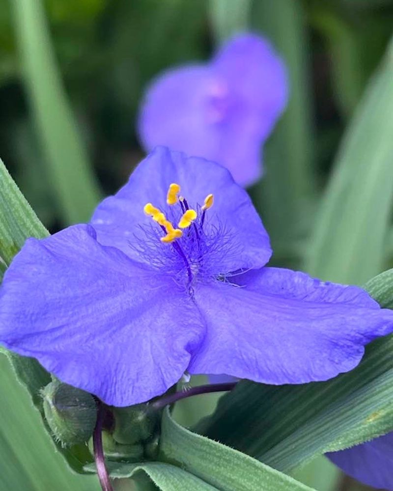 Widow's Tears / Spiderwort (Tradescantia species) Widow's Tears / Spiderwort (Tradescantia species)