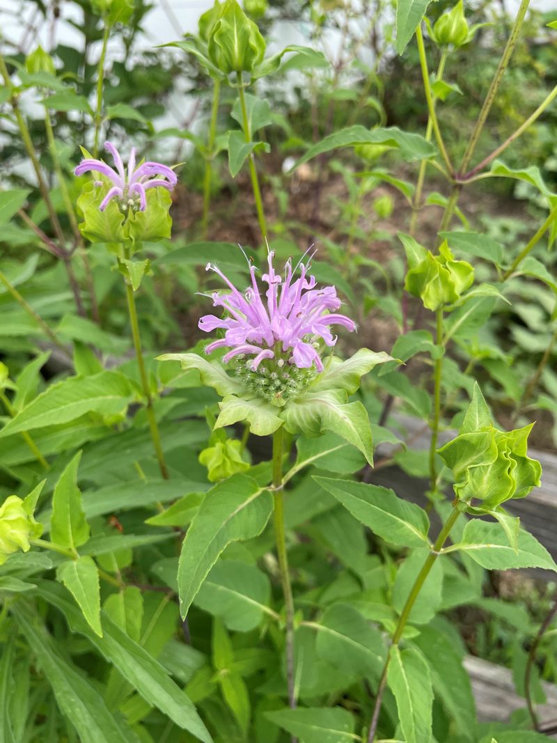 Wild Bergamot / Bee Balm (Monarda fistulosa) Wild Bergamot / Bee Balm (Monarda fistulosa)