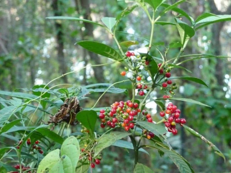 Wild Coffee (Psychotria nervosa) Wild Coffee (Psychotria nervosa)