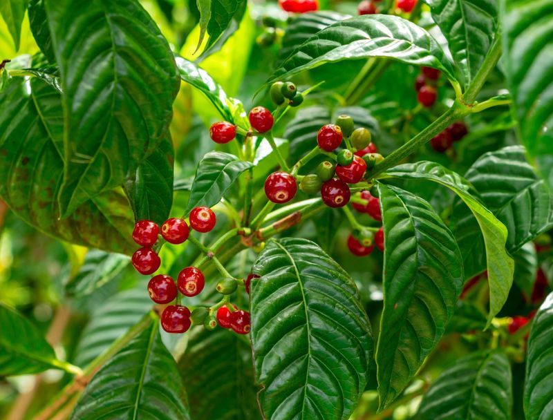 Wild Coffee