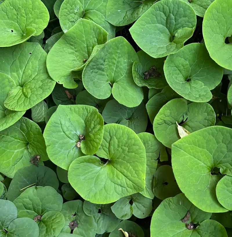 Wild Ginger (Asarum canadense) Wild Ginger (Asarum canadense)
