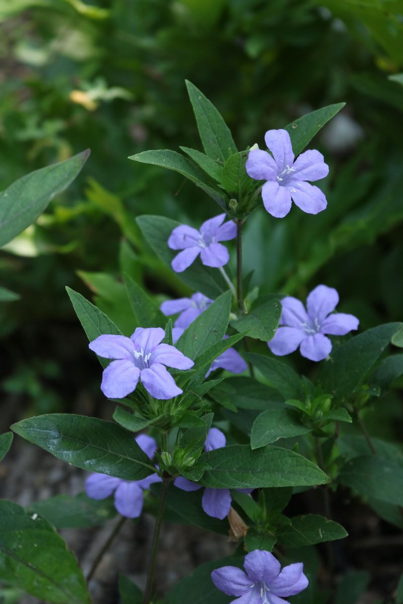 Wild Petunia