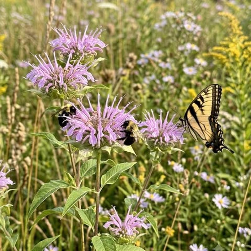 Wild bergamot offers a well-supported summer pollinator anchor