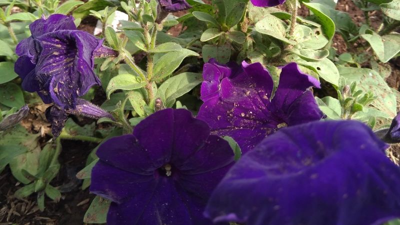 Blooms Fizzle Out and Refuse to Come Back