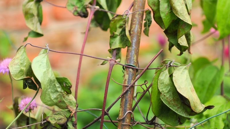Wilting and yellowing call for diagnosis, not a stronger dose
