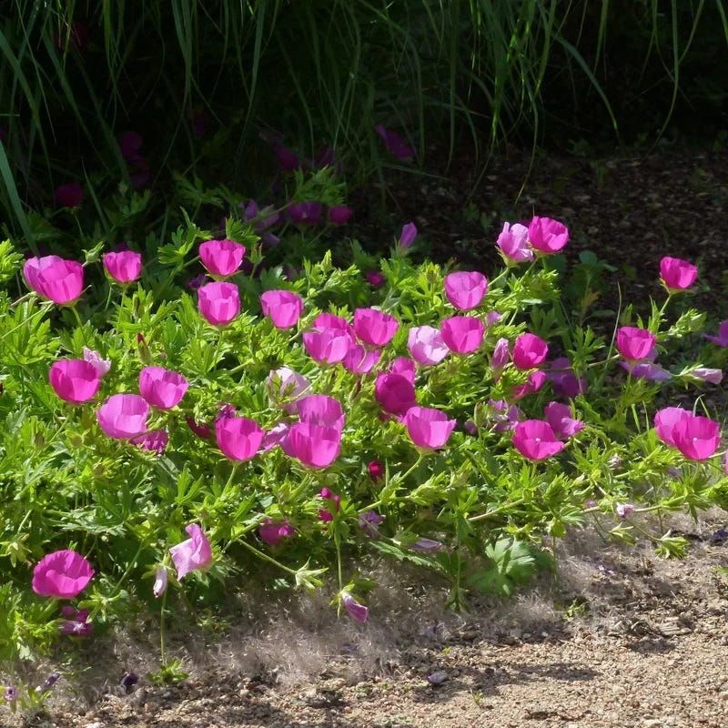 Winecup (Callirhoe involucrata) Winecup (Callirhoe involucrata)