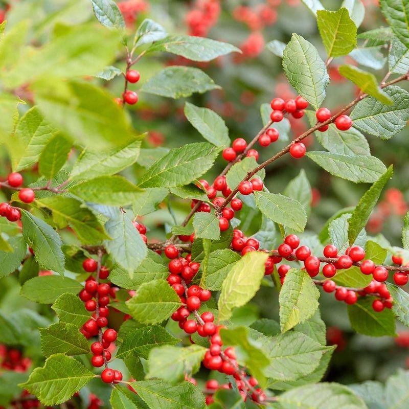 Winterberry Holly (Ilex verticillata)