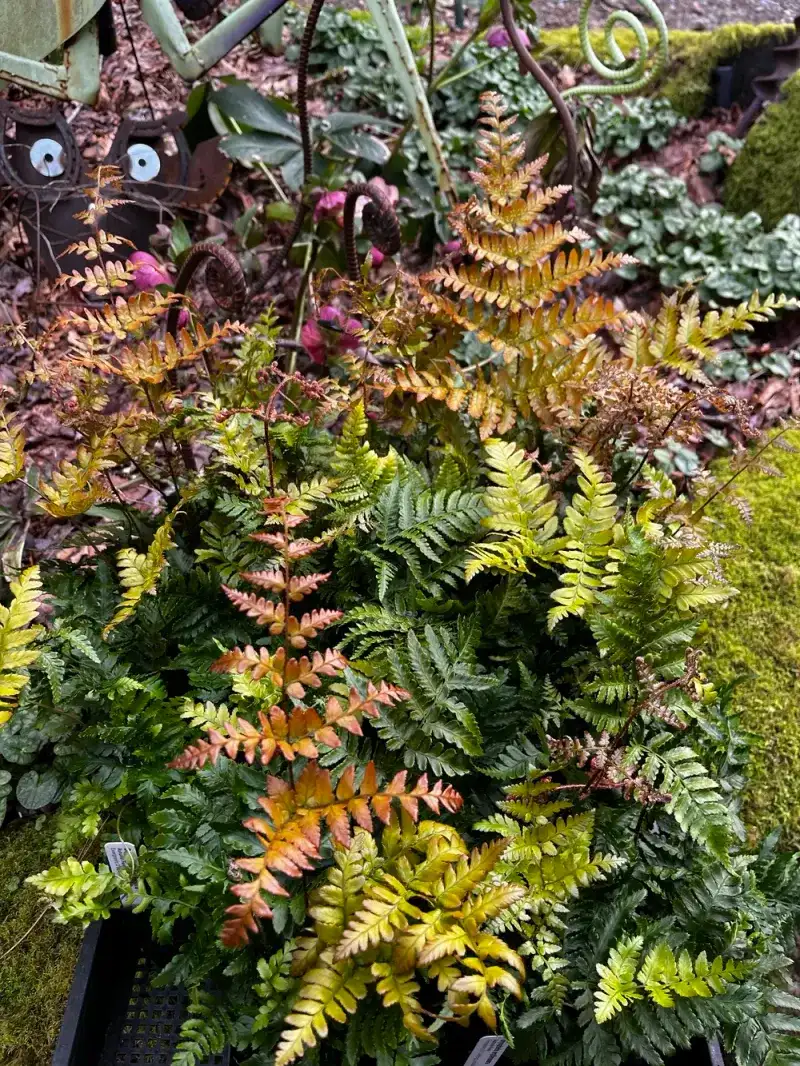 Wood Fern and Autumn Fern (Dryopteris species) Wood Fern and Autumn Fern (Dryopteris species)