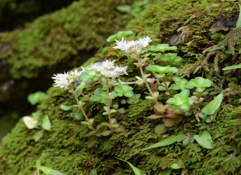 Woodland Stonecrop (Sedum ternatum) Woodland Stonecrop (Sedum ternatum)