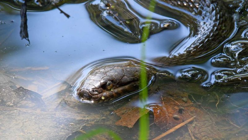 Cool, Damp Spots and Standing Water