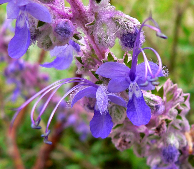 Woolly Bluecurls (Trichostema lanatum) Woolly Bluecurls (Trichostema lanatum)