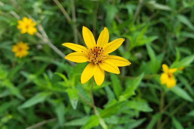 Zexmenia (Wedelia acapulcensis var. hispida)