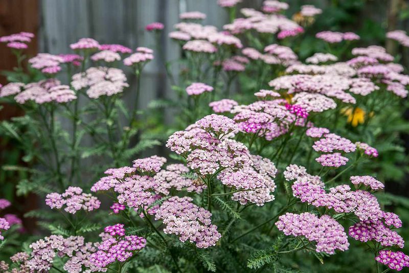 Yarrow (Achillea) Yarrow (Achillea)