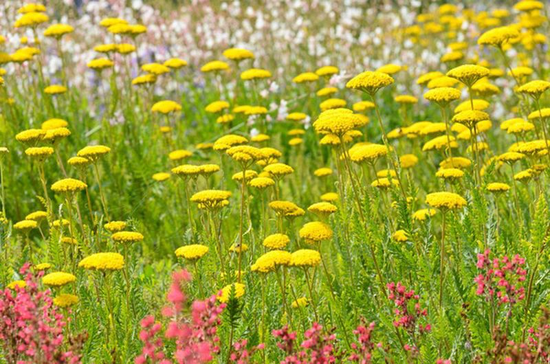 Yarrow (Achillea) Yarrow (Achillea)