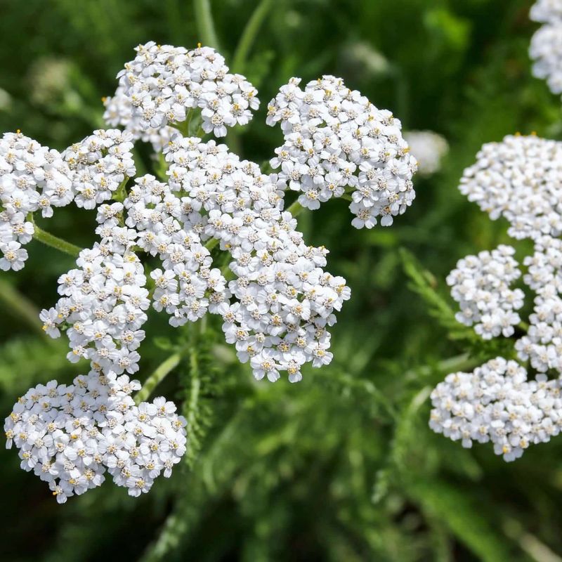 Yarrow (Achillea millefolium)